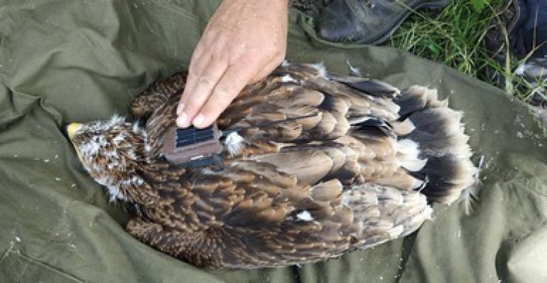 SATELLITE TRANSMITTERS INSTALLED ON IMPERIAL EAGLES IN SLOVAKIA